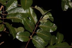 Canarium australianum