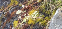 Ligusticopsis wallichiana