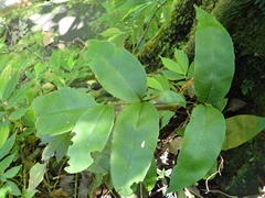 Diplazium donianum
