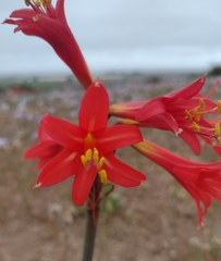 Zephyranthes phycelloides