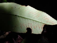 Diplazium donianum