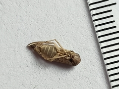 Corixidae