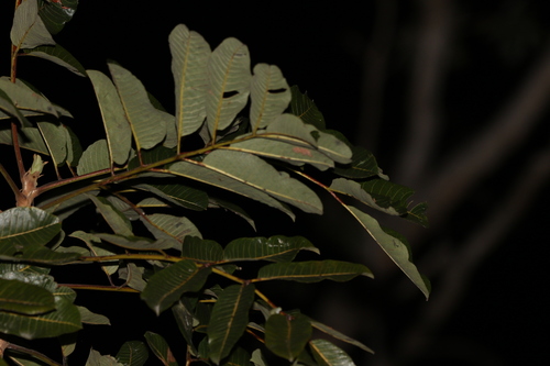 Image of Canarium australianum by (c) Greg Tasney, some rights reserved (CC BY-SA)