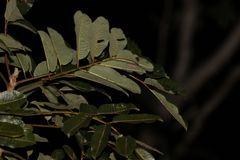 Canarium australianum