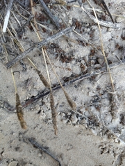 Sporobolus alopecuroides