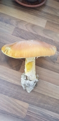 Amanita caesarea