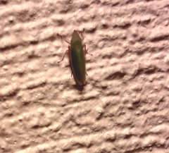 Draeculacephala antica