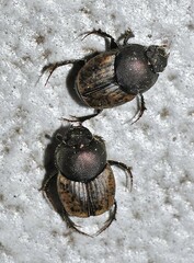 Onthophagus similis