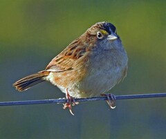 Ammodramus humeralis