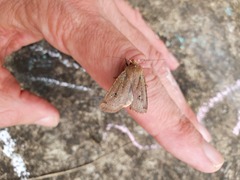 Conistra erythrocephala
