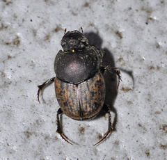 Onthophagus similis