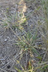 Eleusine tristachya