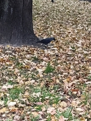 Corvus monedula