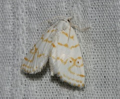 Patissa fulvosparsa