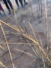 Cyperus conglomeratus
