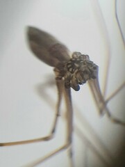 Pholcus opilionoides