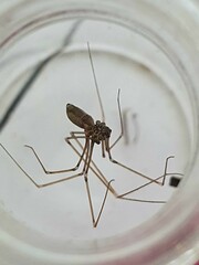 Pholcus opilionoides