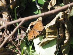Junonia hedonia