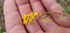 Corydalis