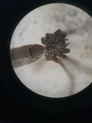 Pholcus opilionoides