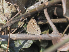 Mycalesis perseoides