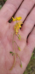 Corydalis