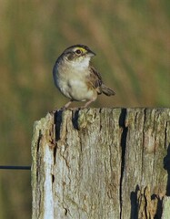 Ammodramus humeralis