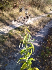 Jacobaea paludosa lanata