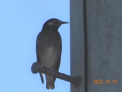 Spodiopsar cineraceus