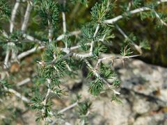 Asparagus mariae