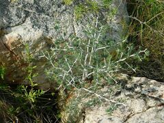 Asparagus mariae