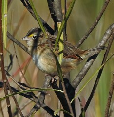 Ammodramus humeralis