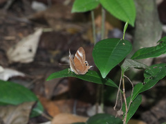 Abisara savitri