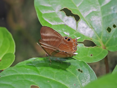Abisara savitri
