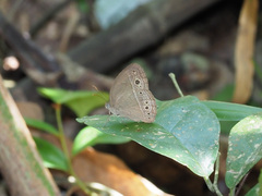 Mycalesis perseoides