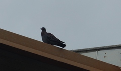 Columba guinea phaeonota