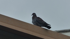 Columba guinea phaeonota