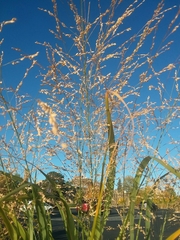 Panicum dichotomiflorum