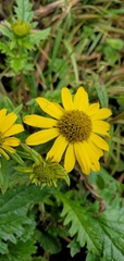 Senecio raphanifolius