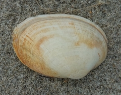 Ruditapes philippinarum
