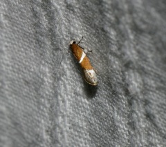 Promalactis longiuncata