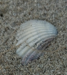 Cerastoderma edule