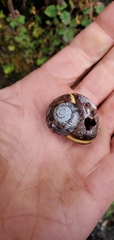 Anadenidae