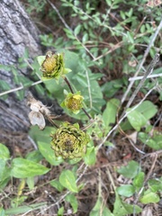 Silphium gracile