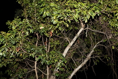 Pleiogynium timoriense