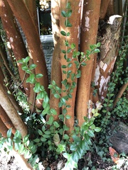 Luma apiculata