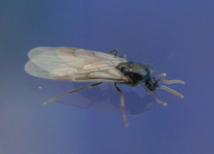 Crematogaster scutellaris