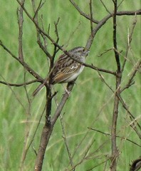 Ammodramus humeralis