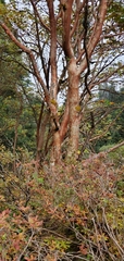 Acer caesium