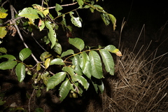 Pleiogynium timoriense